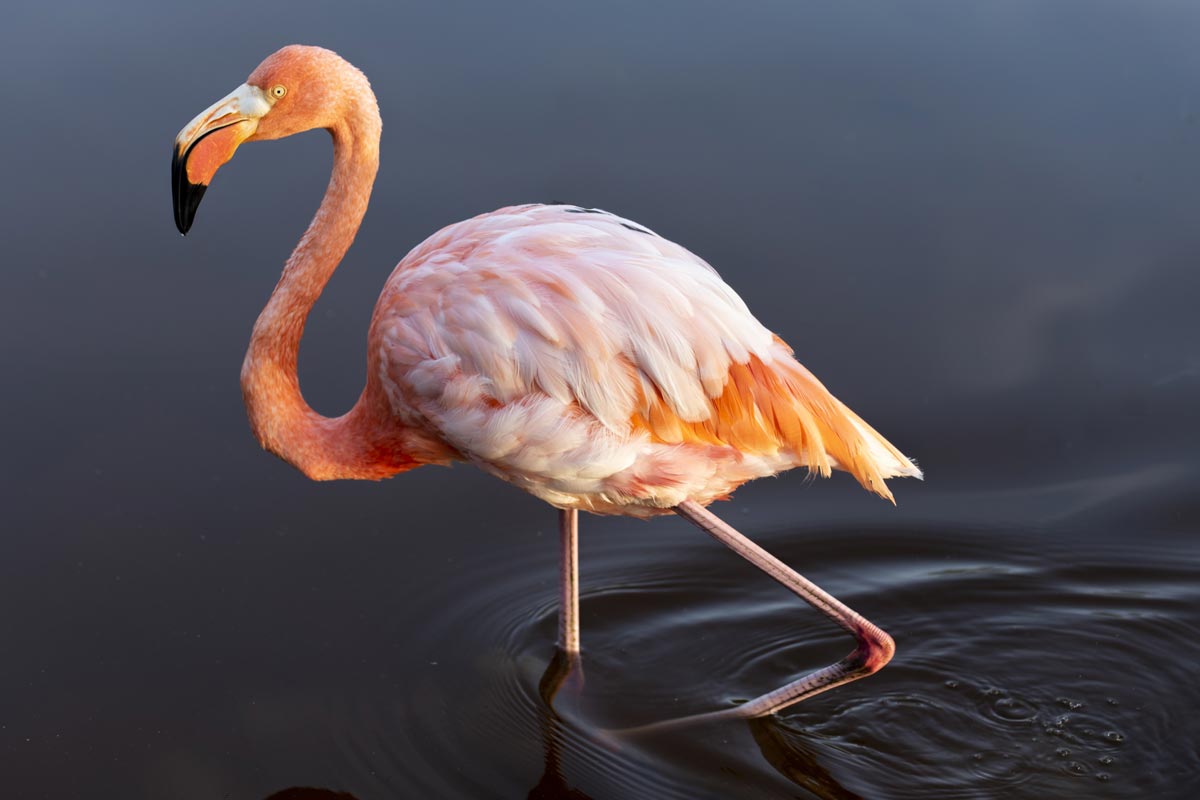 Flamingo standing in water.