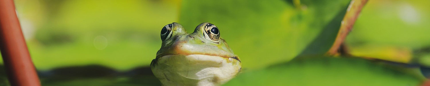 Green frog.