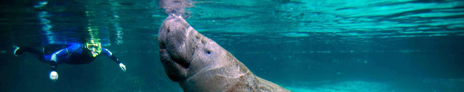 Manatee in the water with scuba diver near by.